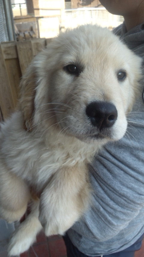 ゴールデンレトリバー　湘南　藤沢　鎌倉　逗子　葉山　茅ヶ崎　川崎　町田　相模原　子犬