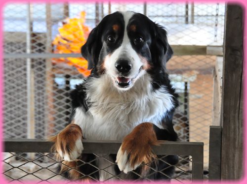 バーニーズマウンテンドッグ ブリーダー子犬販売専門店　AngelWan 東京　神奈川　千葉