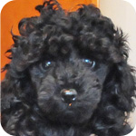 トイプードル ブラック オス 子犬販売の専門店 AngelWan 横浜