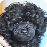 トイプードル ブラック メス 子犬販売の専門店 AngelWan 横浜