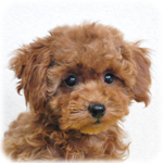 トイプードル　ブリーダー子犬販売専門店　Angel Wan　横浜