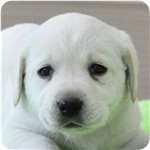 ラブラドールレトリバー　ブリーダー子犬販売専門店　AngelWan 横浜
