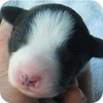 ボーダーコリー　子犬販売の専門店　AngelWan　横浜