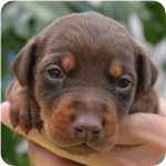 ドーベルマン　ブリーダー子犬販売専門店 AngelWan　横浜