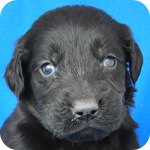 フラットコーテッドレトリバー　ブラック　オス　子犬販売の専門店　AngelWan　横浜