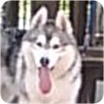 シベリアンハスキー　ブリーダー子犬販売専門店　AngelWan　横浜