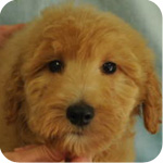 ゴールデンドゥードル オス 子犬販売の専門店 AngelWan 横浜