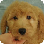 ゴールデンドゥードル　メス　子犬販売の専門店　AngelWan　横浜