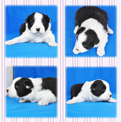 ボーダーコリー　ブリーダー子犬販売専門店　Angel Wan 東京　神奈川　千葉