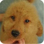 ゴールデンドゥードル オス 子犬販売の専門店 AngelWan 横浜