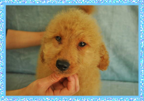 ゴールデンドゥードル オス 子犬販売の専門店 AngelWan 横浜