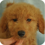 ゴールデンドゥードル オス 子犬販売の専門店 AngelWan 横浜