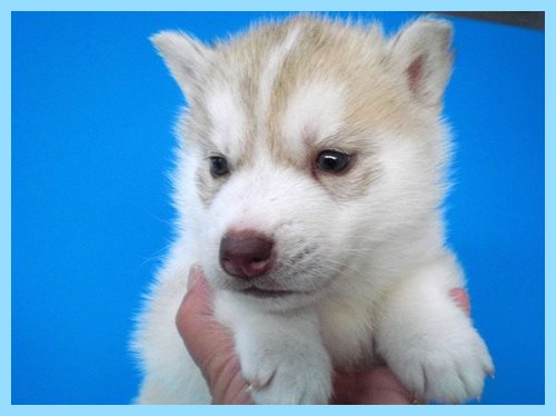 シベリアンハスキー　ブリーダー子犬販売専門店　AngelWan 東京　神奈川　千葉