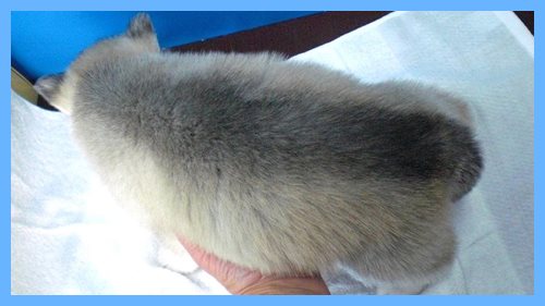 シベリアンハスキー　ブリーダー子犬販売専門店　AngelWan 東京　神奈川　千葉