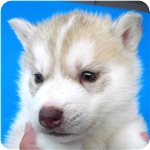 シベリアンハスキー　子犬販売の専門店　AngelWan　横浜