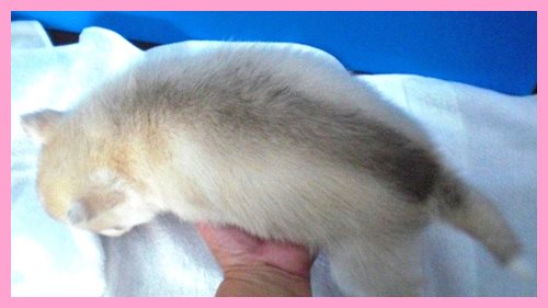 シベリアンハスキー　ブリーダー子犬販売専門店　AngelWan 東京　神奈川　千葉