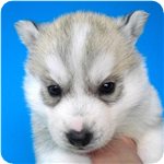 シベリアンハスキー　子犬販売の専門店　AngelWan　横浜