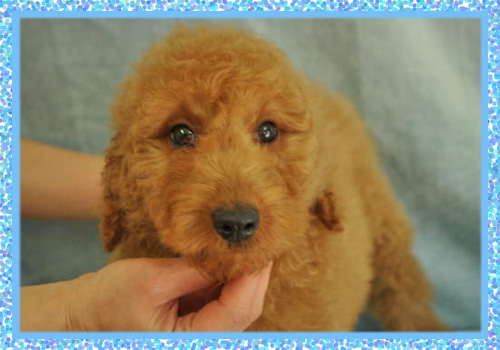 ゴールデンドゥードル　オス　子犬販売の専門店　AngelWan　横浜