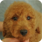 ゴールデンドゥードル　オス　子犬販売の専門店　AngelWan　横浜