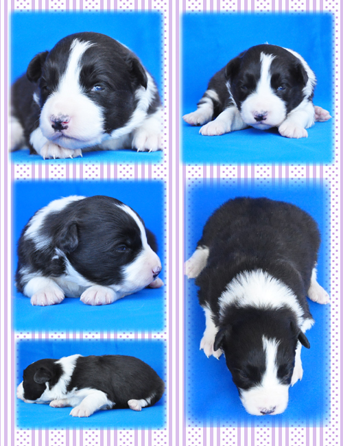 ボーダーコリー　ブリーダー子犬販売専門店　Angel Wan 東京　神奈川　千葉