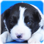 ボーダーコリー　ブリーダー子犬販売専門店　Angel Wan　横浜