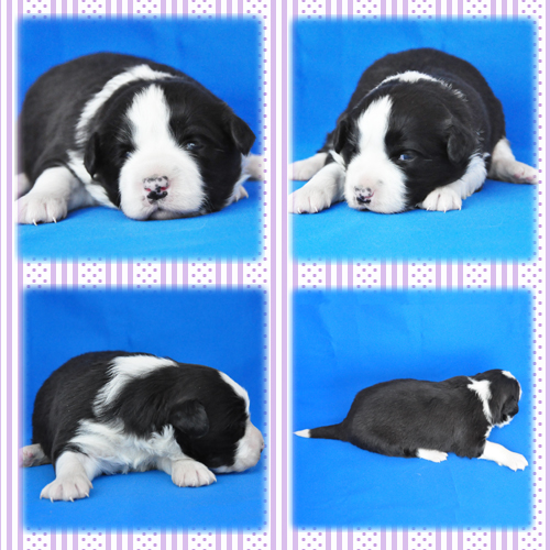 ボーダーコリー ブリーダー子犬販売専門店 Angel Wan 東京 神奈川 千葉