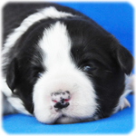 ボーダーコリー ブリーダー子犬販売専門店 Angel Wan 横浜