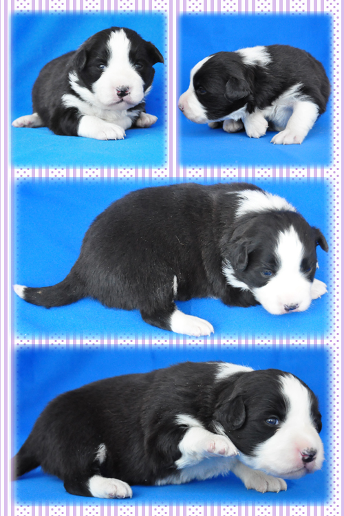 ボーダーコリー　ブリーダー子犬販売専門店　Angel Wan 東京　神奈川　千葉