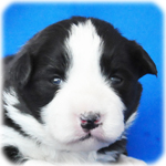 ボーダーコリー　ブリーダー子犬販売専門店　Angel Wan　横浜