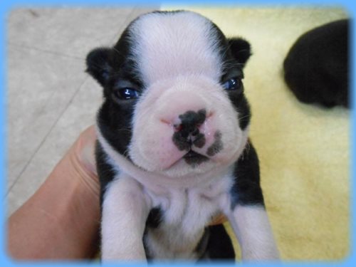 ボストンテリア　子犬販売の専門店　AngelWan　東京　神奈川　千葉