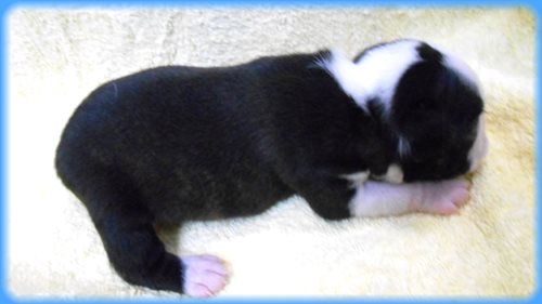 ボストンテリア　子犬販売の専門店　AngelWan　東京　神奈川　千葉