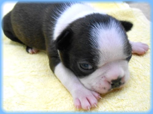 ボストンテリア　子犬販売の専門店　AngelWan　東京　神奈川　千葉