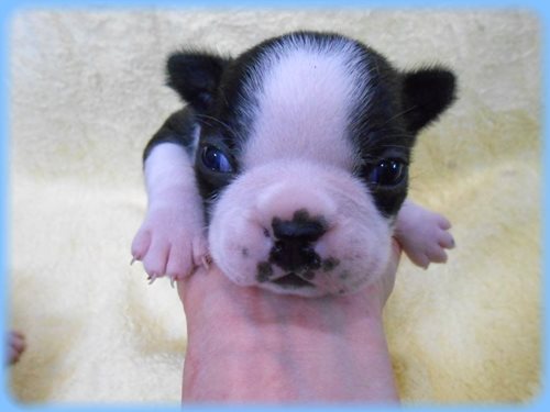 ボストンテリア　子犬販売の専門店　AngelWan　東京　神奈川　千葉