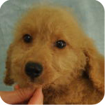 ゴールデンドゥードル オス 子犬販売の専門店 AngelWan 横浜