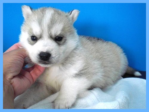 シベリアンハスキー　ブリーダー子犬販売専門店　AngelWan 東京　神奈川　千葉