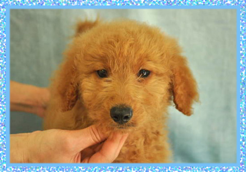 ゴールデンドゥードル オス 子犬販売の専門店 AngelWan 横浜