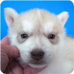 シベリアンハスキー　子犬販売の専門店　AngelWan　横浜