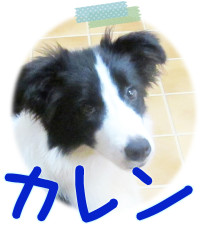 ボーダーコリー　ブリーダー子犬販売専門店　Angel Wan　横浜