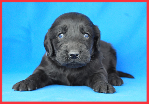 フラットコーテッドレトリバー　ブラック　メス　子犬販売の専門店　AngelWan　横浜