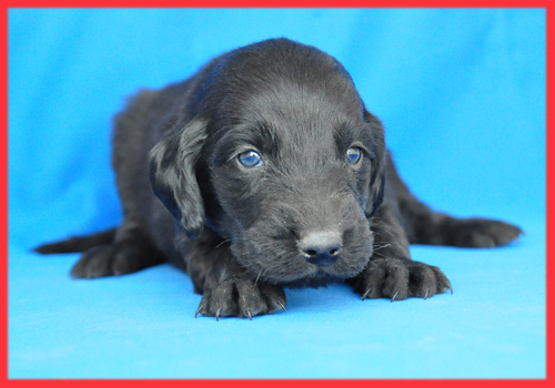 フラットコーテッドレトリバー　ブラック　メス　子犬販売の専門店　AngelWan　横浜