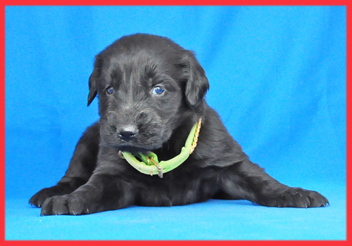 フラットコーテッドレトリバー ブラック メス 子犬販売の専門店 AngelWan 横浜
