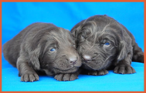 フラットコーテッドレトリバー　レバー　子犬販売の専門店　AngelWan　横浜