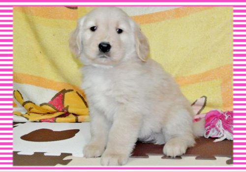 ゴールデンレトリバー メス 子犬販売の専門店 AngelWan 横浜