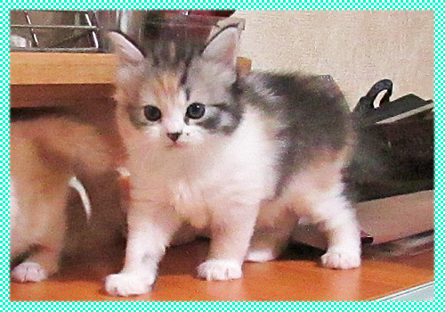 スコティッシュフォールド キャリコ メス AngelWan 横浜