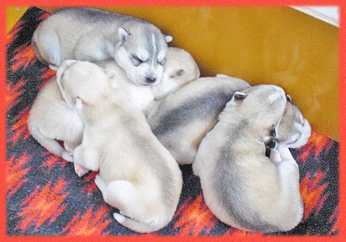シベリアンハスキー　シルバー＆ホワイト　レッド＆ホワイト　子犬販売の専門店　AngelWan　横浜