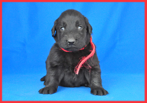 フラットコーテッドレトリバー　ブラック　メス　子犬販売の専門店　AngelWan　横浜