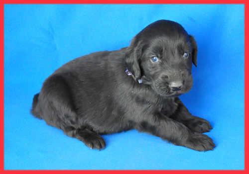 フラットコーテッドレトリバー　ブラック　メス　子犬販売の専門店　AngelWan　横浜