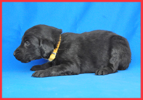 フラットコーテッドレトリバー　ブラック　メス　子犬販売の専門店　AngelWan　横浜