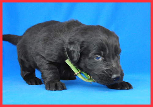 フラットコーテッドレトリバー ブラック メス 子犬販売の専門店 AngelWan 横浜