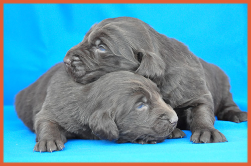 フラットコーテッドレトリバー　レバー　子犬販売の専門店　AngelWan　横浜